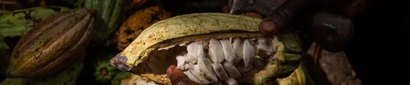 A worker cuts a cocoa pod to collect the beans.